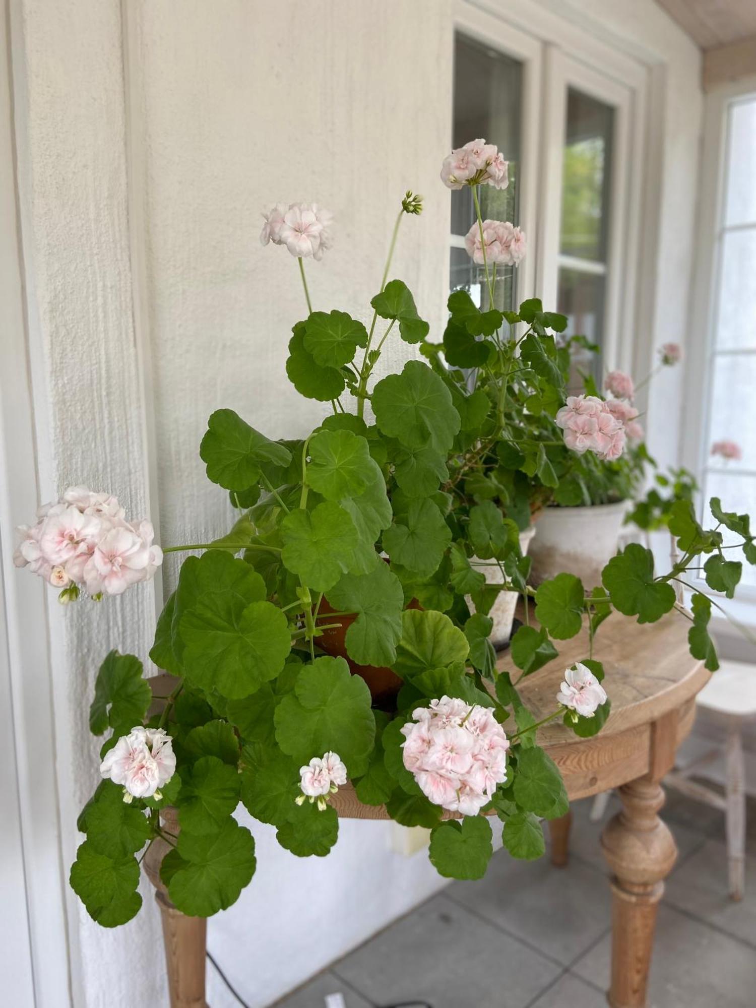 Blomstertantens Hus เทรลเลบอร์ก ภายนอก รูปภาพ