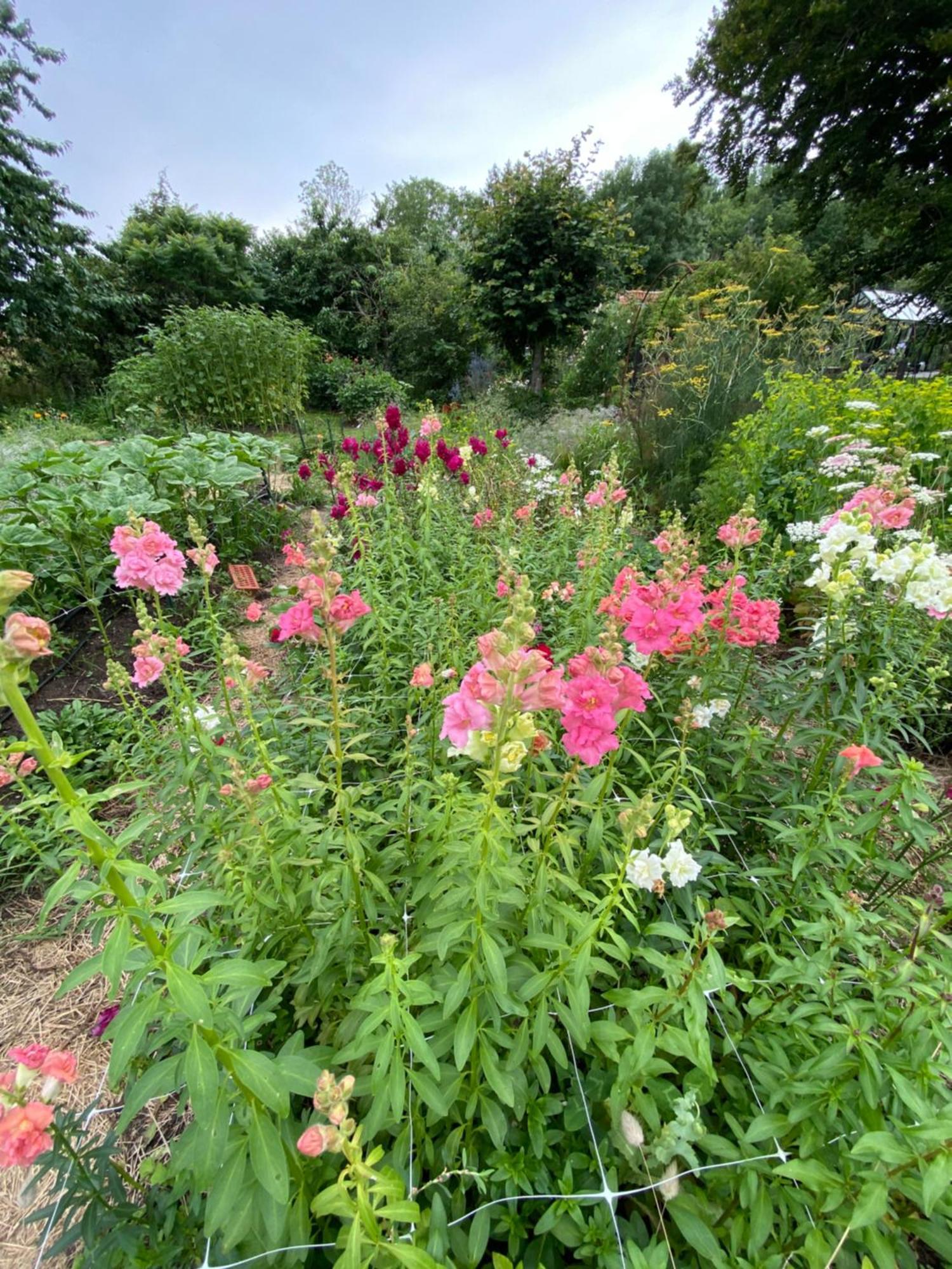 Blomstertantens Hus เทรลเลบอร์ก ภายนอก รูปภาพ